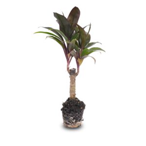 Cordyline Mini-Palm – compacte terrariumplant met paars blad – potmaat 6 cm