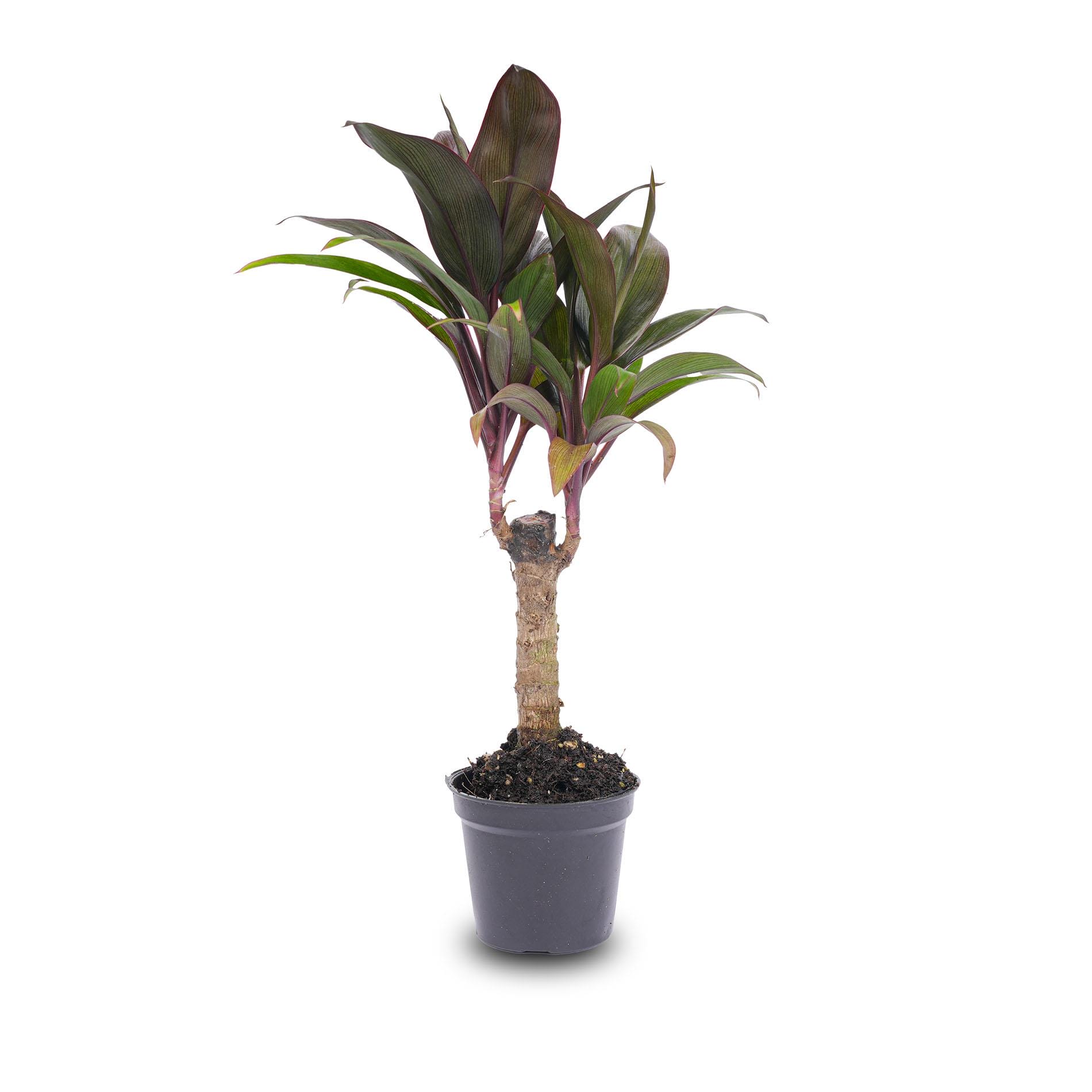 Mini-Palm - Cordyline Fruticosa 'Purple Compacta' - Terrarium Plant - Potmaat 6 - Afbeelding 2