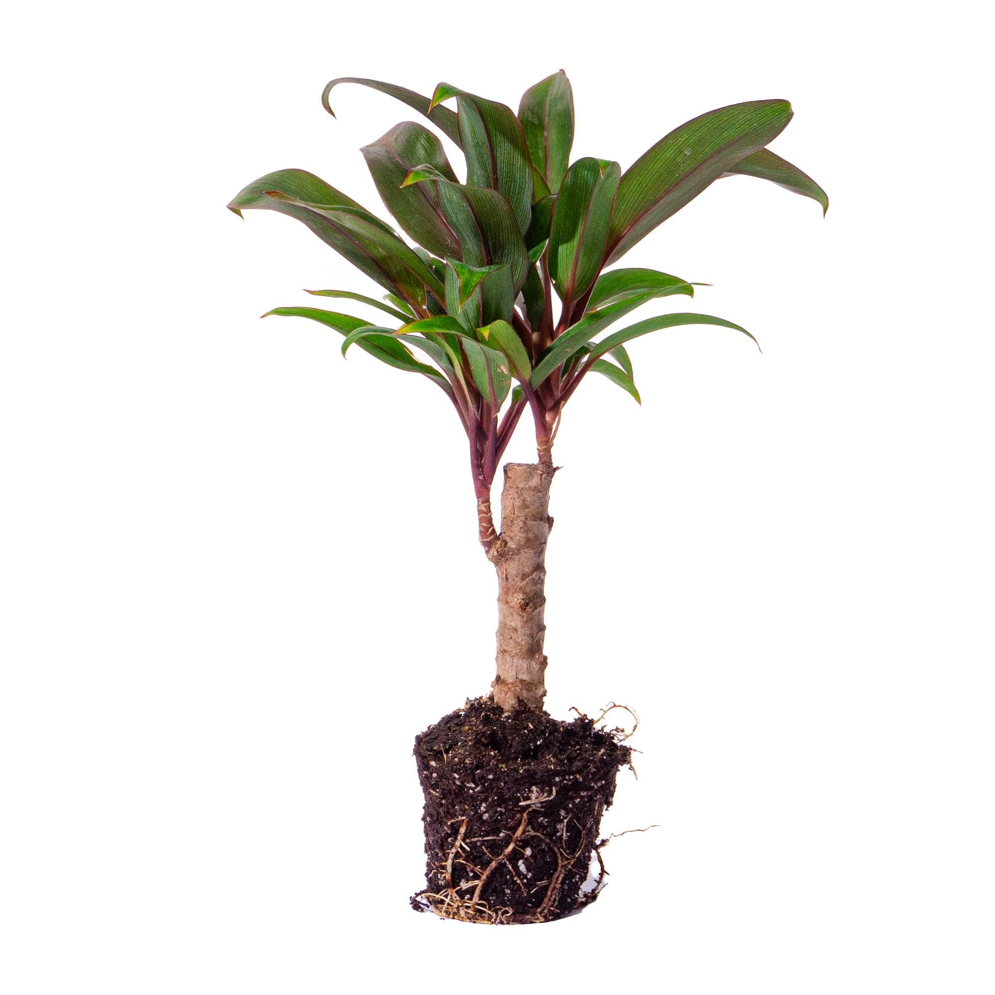 Mini-Palm - Cordyline Fruticosa 'Purple Compacta' - Terrarium Plant - Potmaat 6 - Afbeelding 4