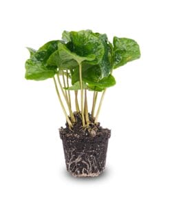 Coffea Arabica - Koffieplant - Terrarium Plant - Potmaat 6