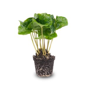 Koffieplant (Coffea arabica) – echte koffiebonen als volwassen plant – potmaat 6 cm