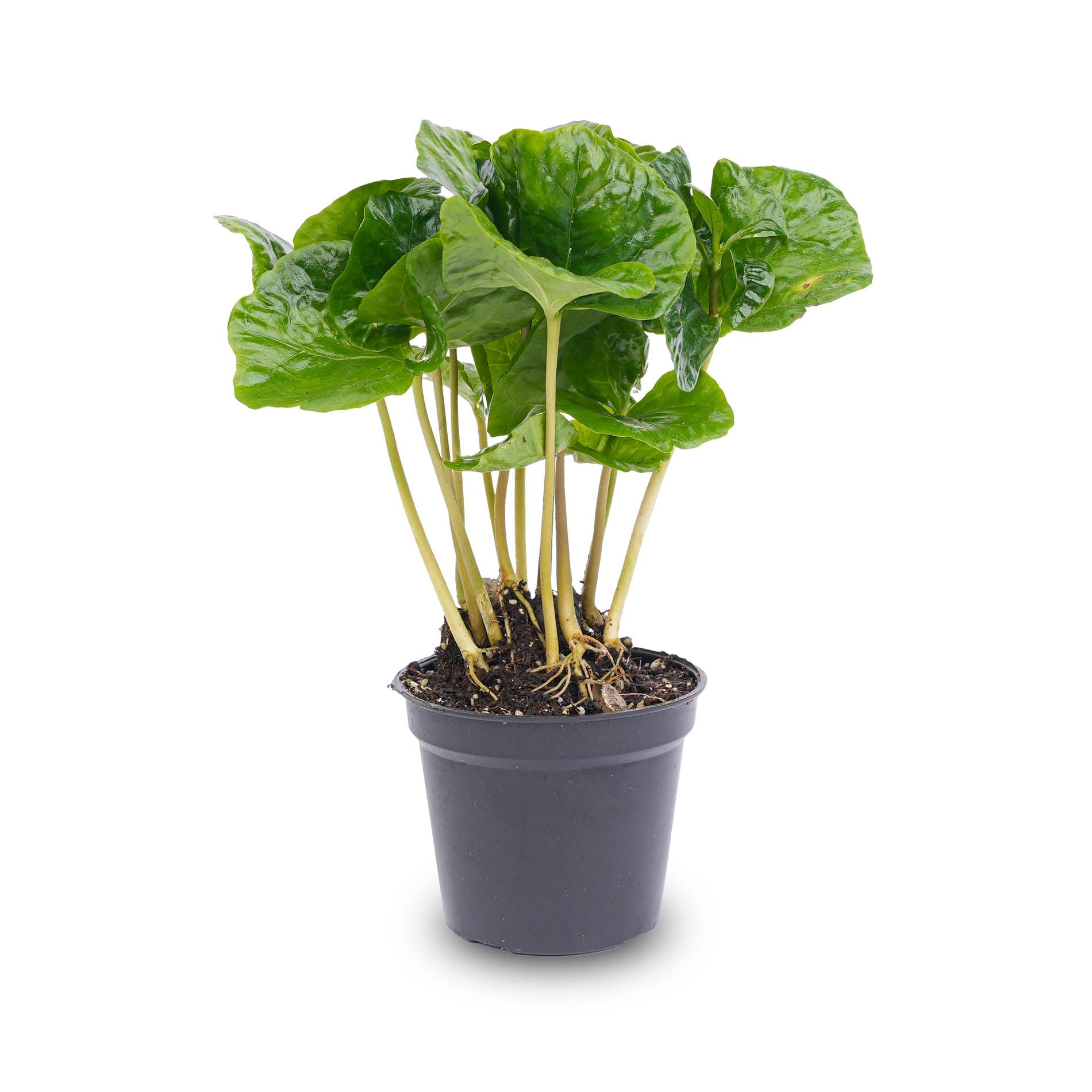 Coffea Arabica - Koffieplant - Terrarium Plant - Potmaat 6 - Afbeelding 2