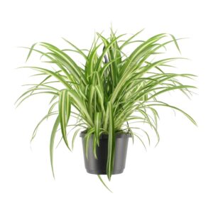 Spinnenplant (Chlorophytum comosum 'Variegatum') – bont gestreept blad – ±17 cm