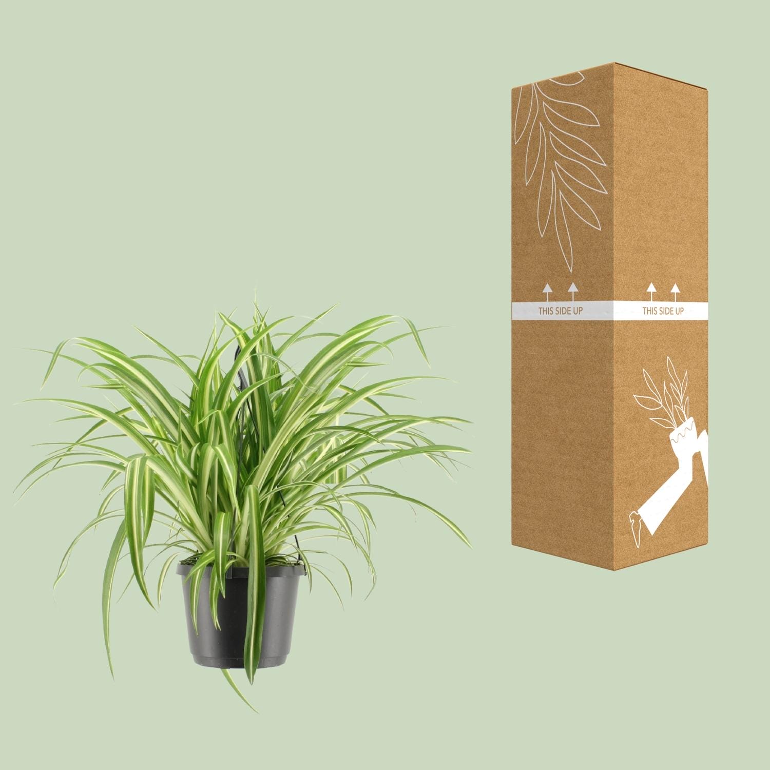 Chlorophytum Comosum Variegatum - Ø17Cm - ↕30Cm - Afbeelding 3