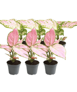 6X Aglaonema Mix