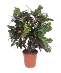 Codiaeum Magnificent (Croton Magnificent) - Ø27Cm - ↕110Cm