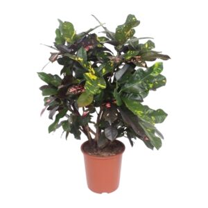 Croton (Codiaeum variegatum 'Magnificent') – tropische kamerplant – ±27 cm