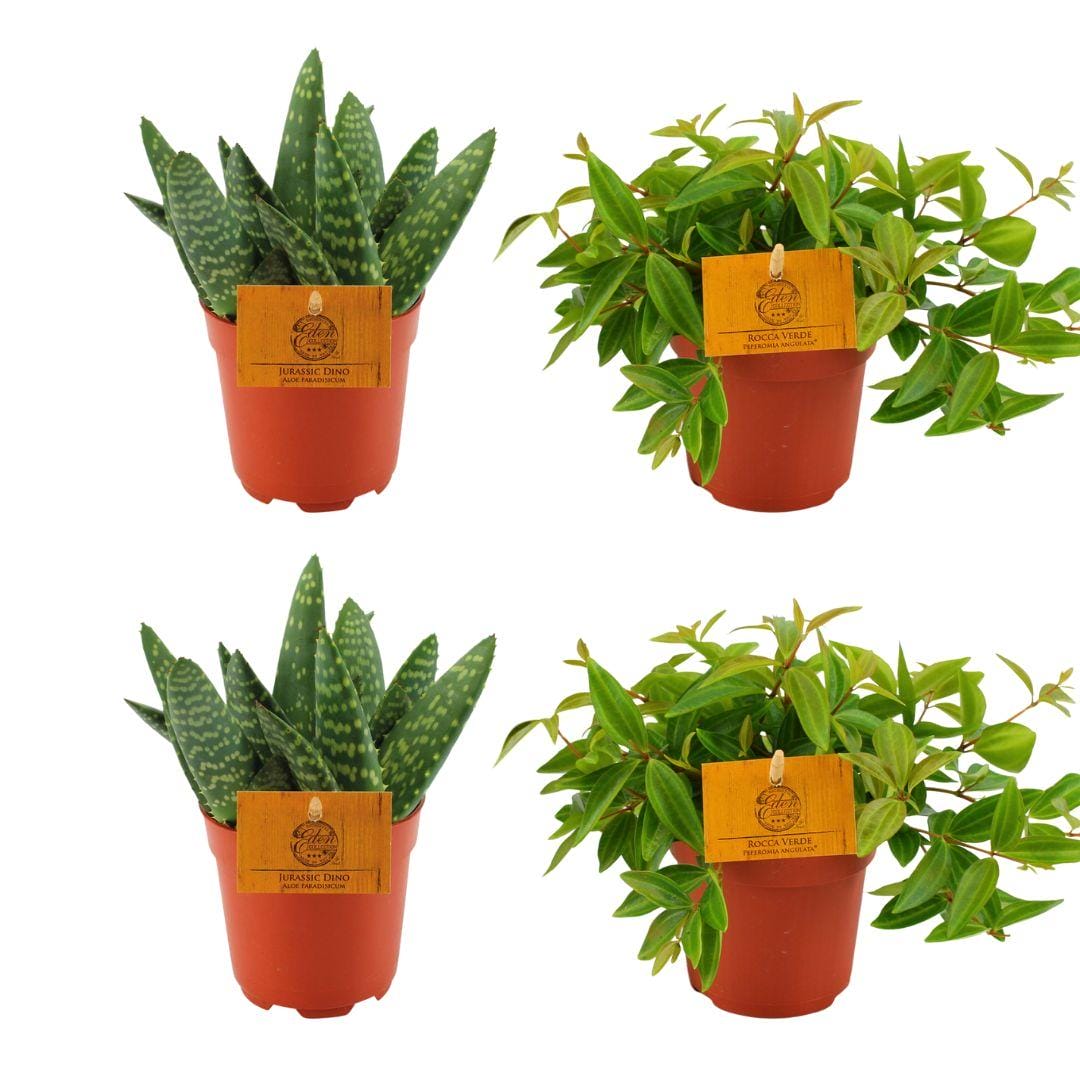 2X Aloe Paradisicum + 2X Peperomia Ang. Rocca Vivace - 4 Stuks - Ø10.5Cm - ↕10Cm