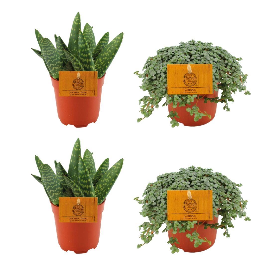 2X Aloe Paradisicum + 2X Pilea Glauca - 4 Stuks - Ø10.5Cm - ↕10Cm