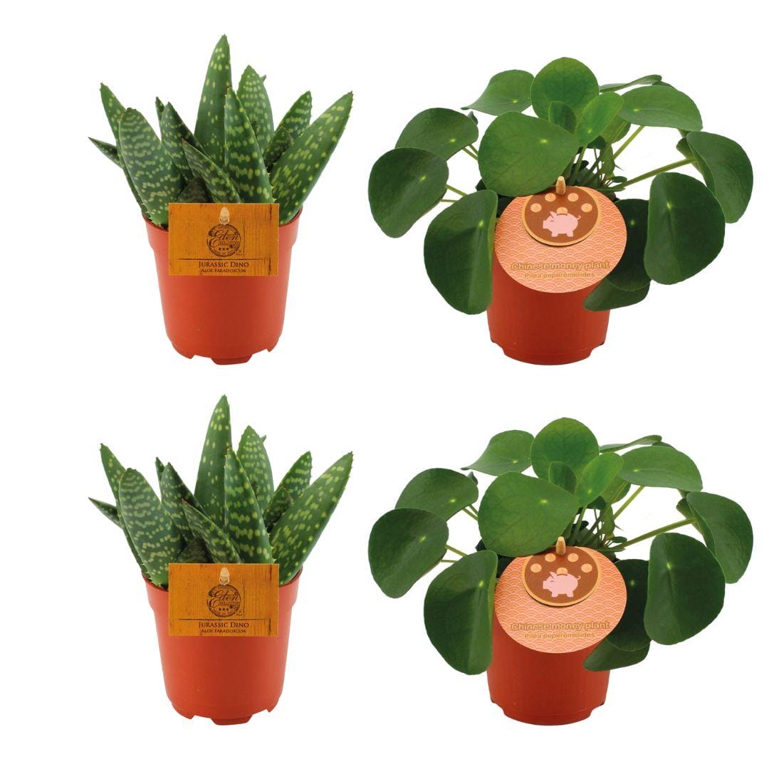 2X Aloe Paradisicum + 2X Pilea Peperomoides - 4 Stuks - Ø10.5Cm - ↕10Cm