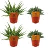 2X Aloe Spider + 2X Crassula Tenelli - 4 Stuks - Ø10.5Cm - ↕10Cm