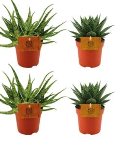 2X Aloe Spider + 2X Gasteria Hybride Aurora - 4 Stuks - Ø10.5Cm - ↕10Cm