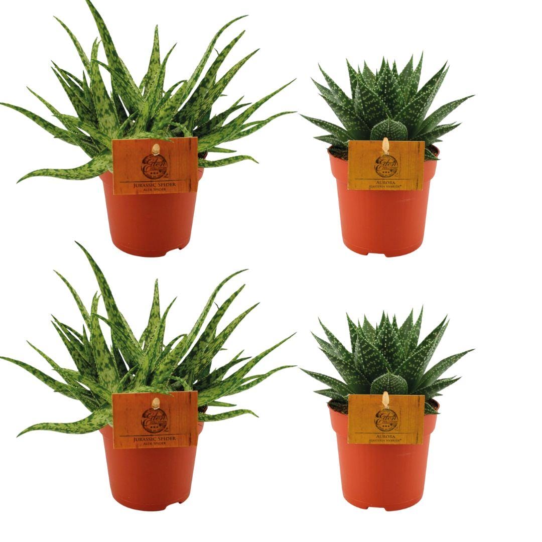 2X Aloe Spider + 2X Gasteria Hybride Aurora - 4 Stuks - Ø10.5Cm - ↕10Cm