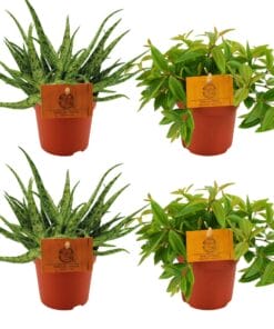 2X Aloe Spider + 2X Peperomia Ang. Rocca Vivace - 4 Stuks - Ø10.5Cm - ↕10Cm