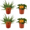 2X Aloe Spider + 2X Peperomia Obtipan Green - 4 Stuks - Ø10.5Cm - ↕10Cm