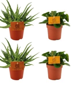 2X Aloe Spider + 2X Peperomia Obtipan Green - 4 Stuks - Ø10.5Cm - ↕10Cm