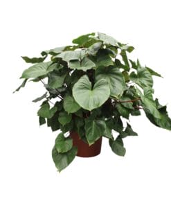 Homalomena Rubescens Maggy - 170 Cm - Ø60