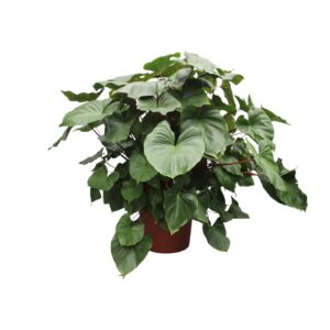 Homalomena Rubescens 'Maggy' – grote tropische kamerplant – pot 60 cm, ±170 cm