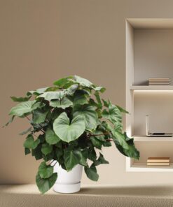 Homalomena Rubescens Maggy - 170 Cm - Ø60 - Afbeelding 4