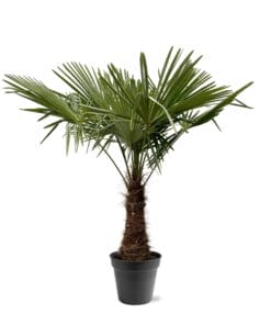 Trachycarpus Fortuneii - 220 - 240Cm - Ø45
