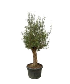 Olea Europaea Bonsai - 250Cm- Ø65