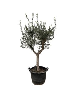 Olea Europaea Cultivo - 220Cm- Ø40