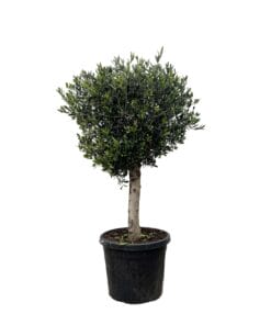 Olea Europaea Lorc - 180Cm- Ø50