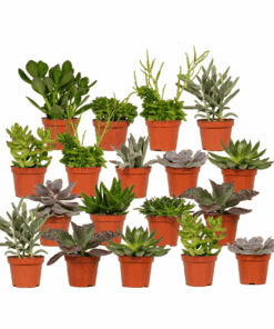 Everspring - Succulenten Mix - 18 Stuks - 10 Cm - Ø8,5
