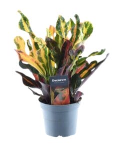 Codiaeum Variegatum 'Mammi' - 30 Cm - Ø12