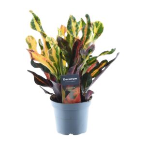 Croton 'Mammi' (Codiaeum variegatum 'Mammi') – kleurrijke kamerplant – pot 12 cm, ±30 cm