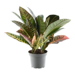 Croton 'Petra' (Codiaeum variegatum 'Petra') – kleurrijke kamerplant – pot 12 cm, ±30 cm