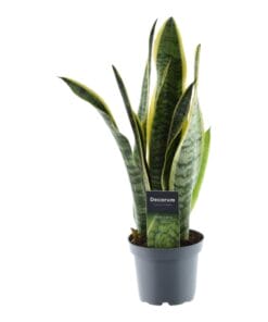 Sansevieria Laurentii - 45 Cm - Ø12