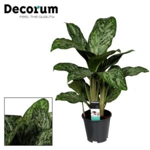 Aglaonema 'Greenlight' – makkelijke kamerplant voor weinig licht – pot 17 cm, ±60 cm