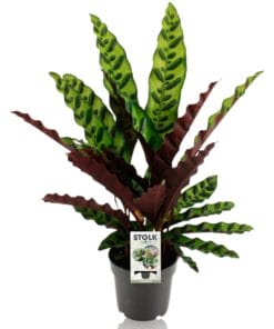Calathea Lancifolia Insignis - Ø14Cm - ↕45Cm