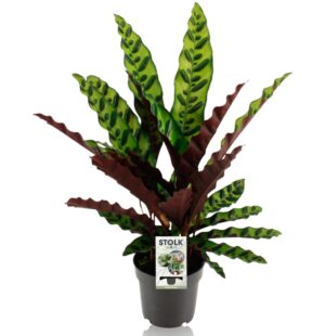 Calathea Lancifolia – sierlijk getekend blad met donkere vlekken – ±14 cm