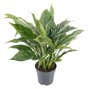 Diamond Variegata (Monstera deliciosa 'Diamond Variegata') – bonte – ±14 cm
