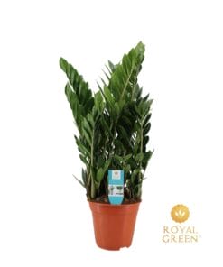 Zamioculcas 21Cm - Ø21Cm - ↕75Cm