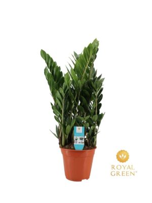 Zamioculcas – onverwoestbare kamerplant voor donkere plekken – ±21 cm