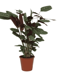Calathea Compactstar - 90 Cm - Ø21Cm