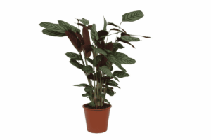 Calathea Compactstar – opvallend patterned blad – ±90 cm