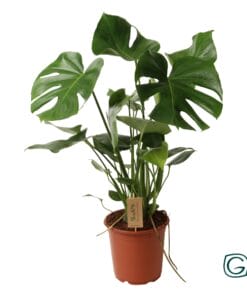 Monstera Deliciosa P21 - Ø21Cm - ↕60Cm