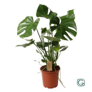 Monstera – Gatenplant – tropische kamerplant met kenmerkende bladgaten – ±21 cm