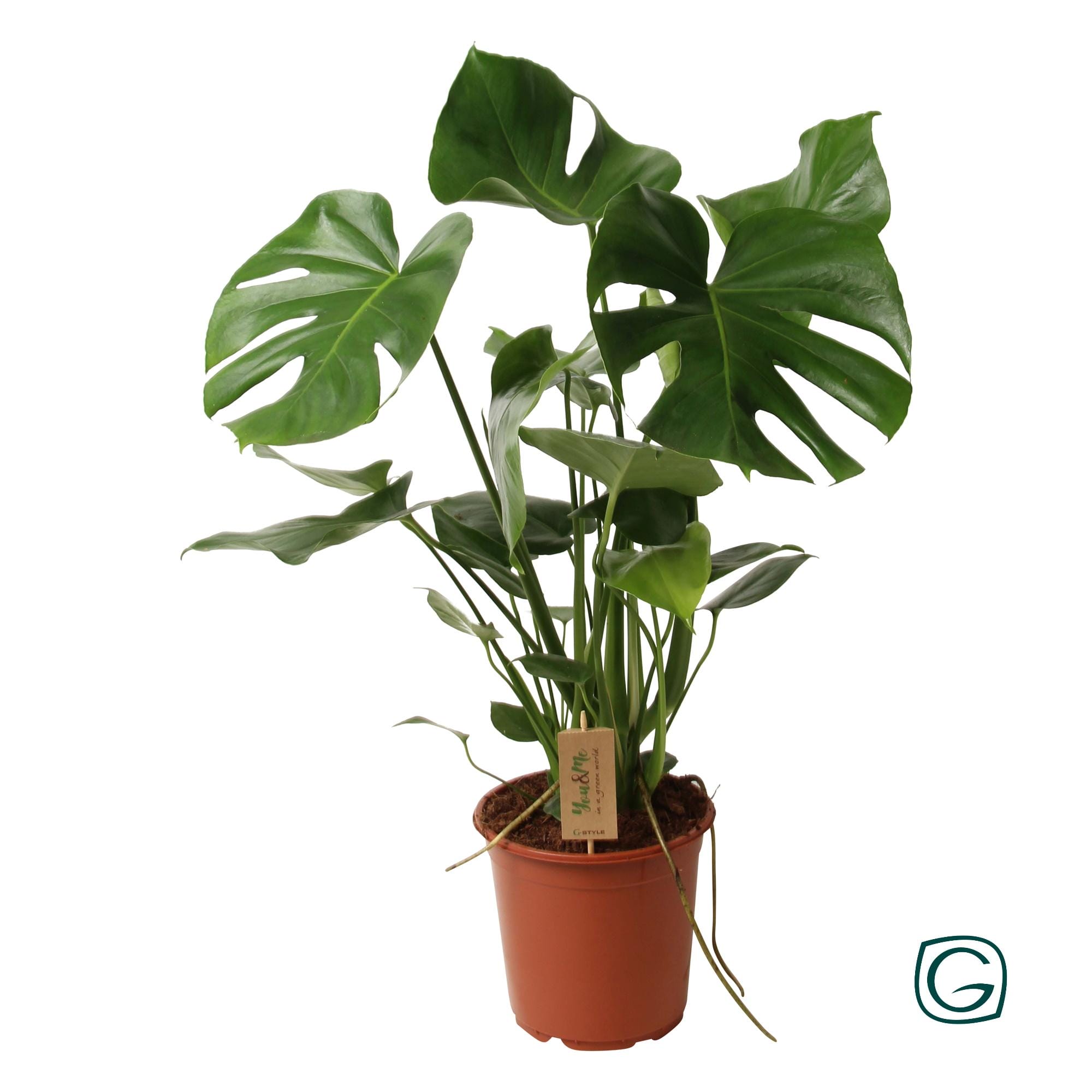 Monstera Deliciosa P21 - Ø21Cm - ↕60Cm