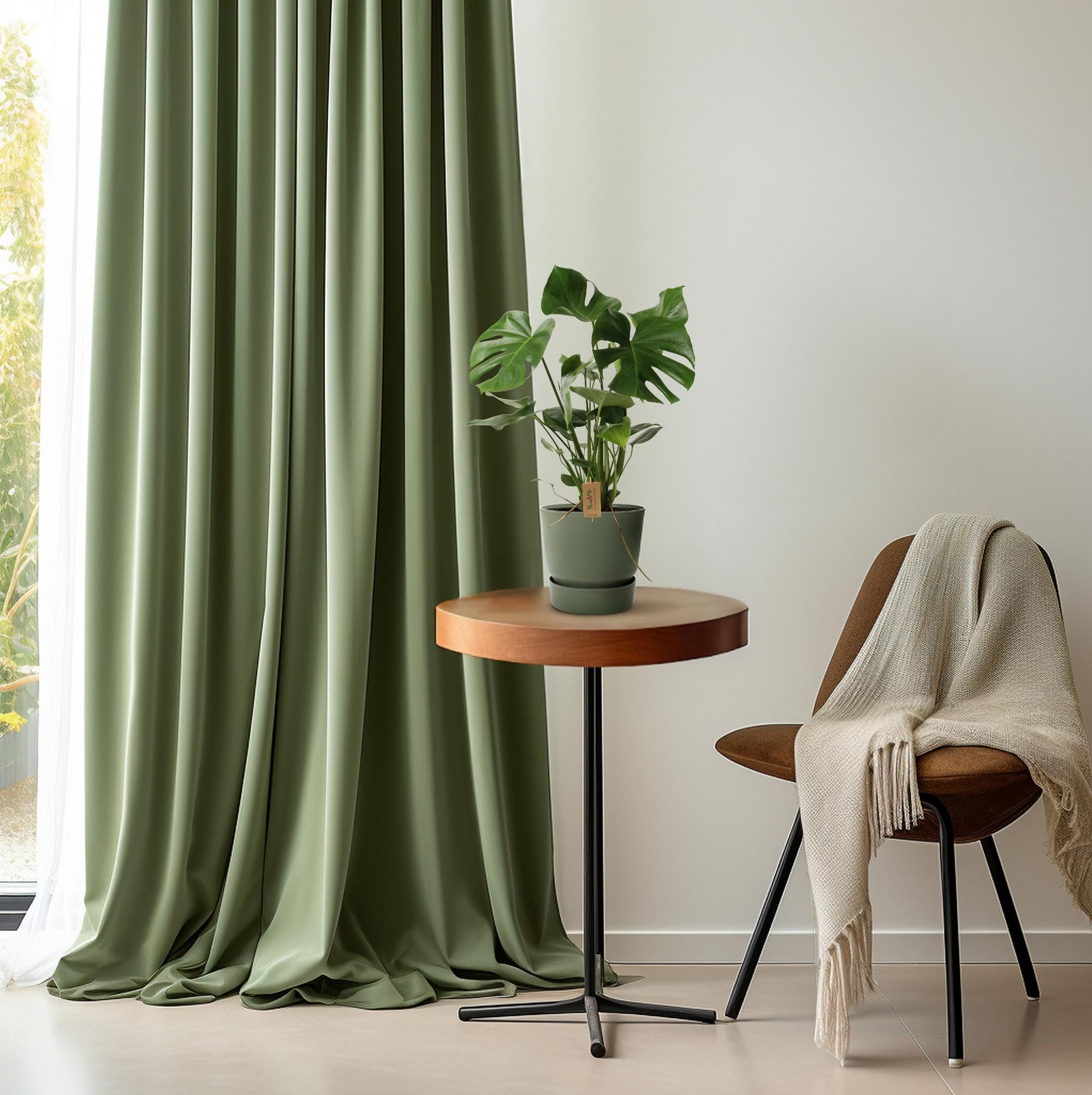 Monstera Deliciosa P21 - Ø21Cm - ↕60Cm - Afbeelding 3