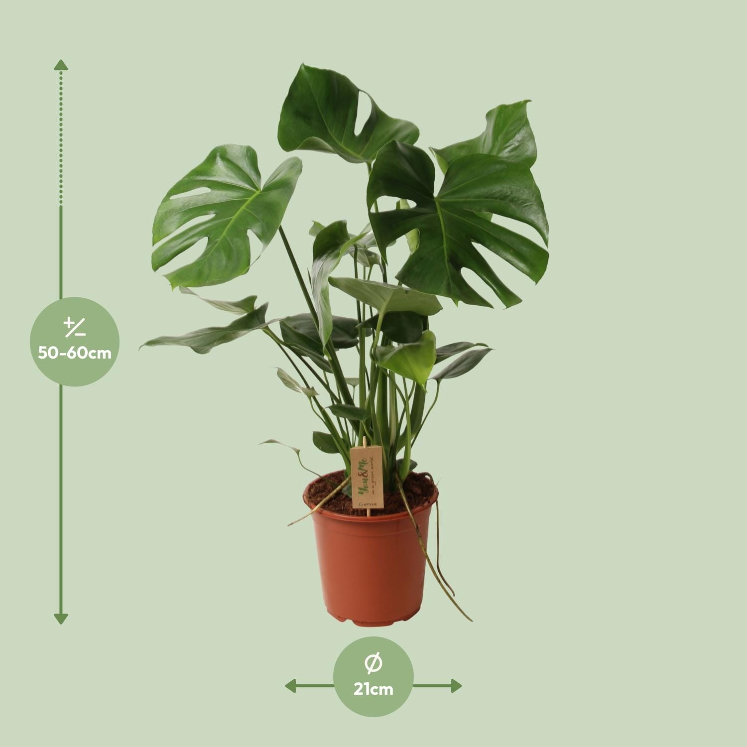Monstera Deliciosa P21 - Ø21Cm - ↕60Cm - Afbeelding 4