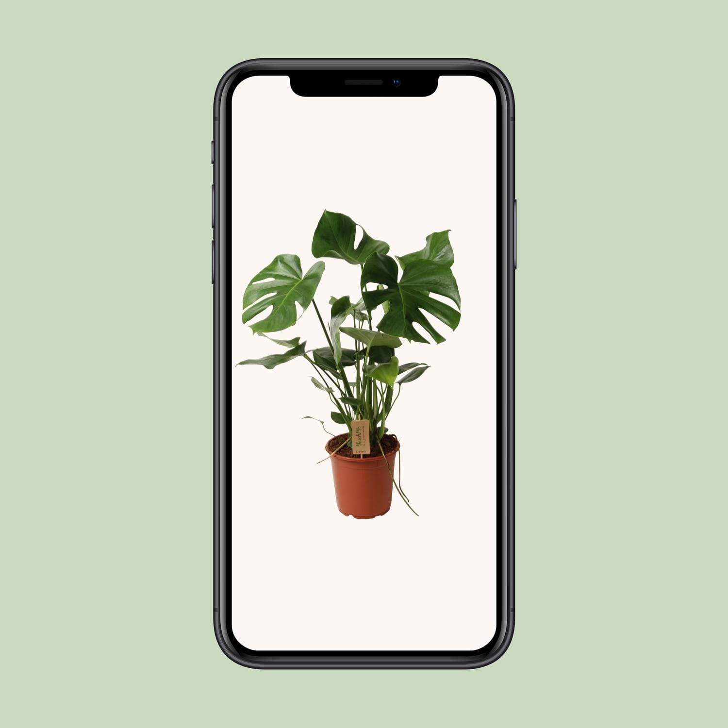 Monstera Deliciosa P21 - Ø21Cm - ↕60Cm - Afbeelding 6