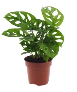 Monstera Monkey Leaf (Gatenplant) - Ø12Cm - ↕30Cm