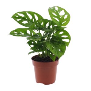 Monstera Monkey Leaf – gatenplant met sierlijke, doorboorde bladeren – ±12 cm