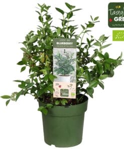 Vaccinium Cor. 'Bingo Blue' Bio - Blauwe Bes - Ø23Cm - ↕50Cm