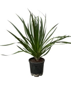 Dracaena Draco - 100 Cm - Ø24Cm